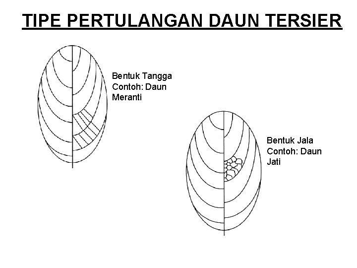 TIPE PERTULANGAN DAUN TERSIER Bentuk Tangga Contoh: Daun Meranti Bentuk Jala Contoh: Daun Jati