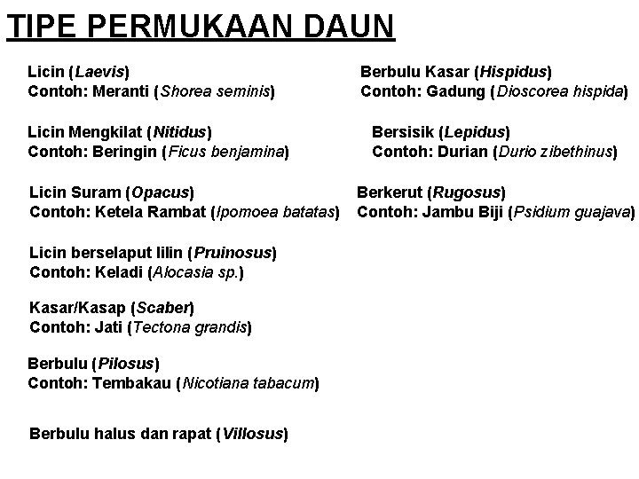 TIPE PERMUKAAN DAUN Licin (Laevis) Contoh: Meranti (Shorea seminis) Licin Mengkilat (Nitidus) Contoh: Beringin
