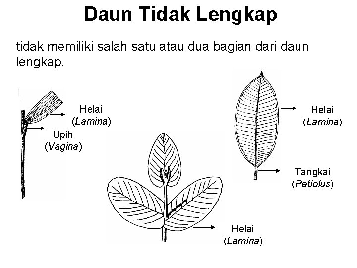 Daun Tidak Lengkap tidak memiliki salah satu atau dua bagian dari daun lengkap. Helai