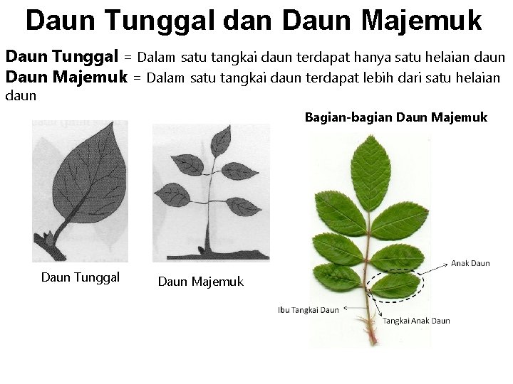 Daun Tunggal dan Daun Majemuk Daun Tunggal = Dalam satu tangkai daun terdapat hanya