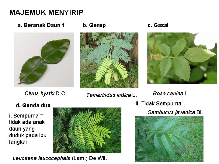 MAJEMUK MENYIRIP a. Beranak Daun 1 Citrus hystix D. C. b. Genap c. Gasal