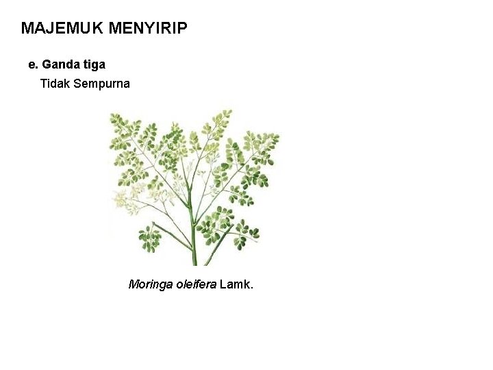 MAJEMUK MENYIRIP e. Ganda tiga Tidak Sempurna Moringa oleifera Lamk. 