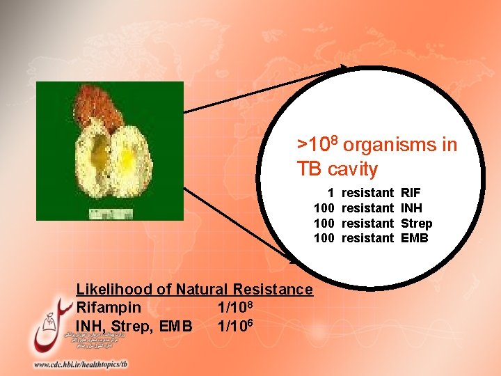 >108 organisms in TB cavity 1 100 100 Likelihood of Natural Resistance Rifampin 1/108