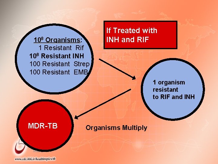 108 Organisms: Organisms 1 Resistant Rif 108 Resistant INH 100 Resistant Strep 100 Resistant