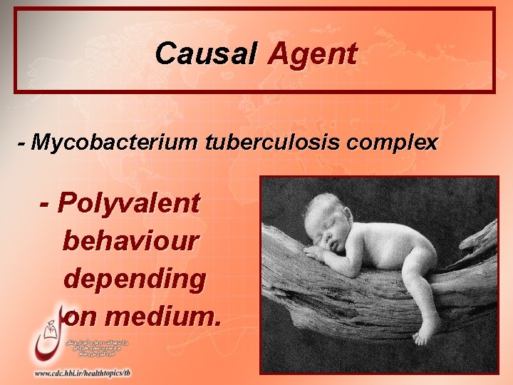 Causal Agent - Mycobacterium tuberculosis complex - Polyvalent behaviour depending on medium. 