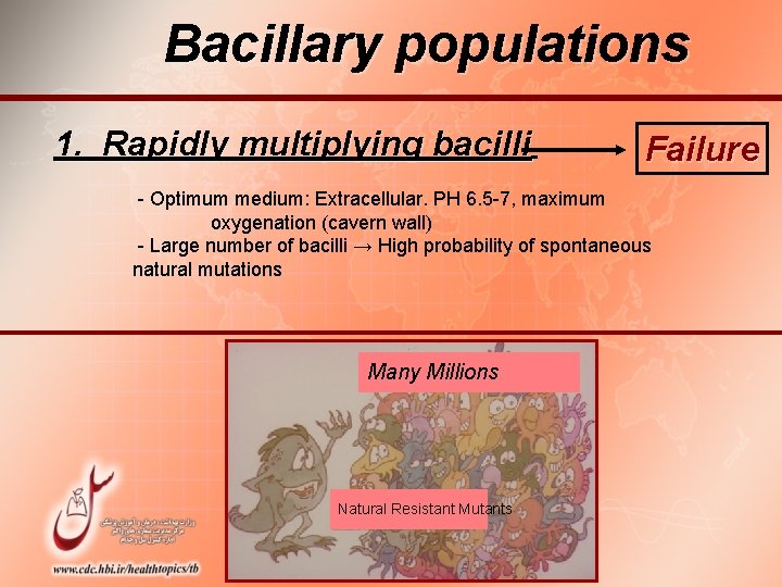 Bacillary populations 1. Rapidly multiplying bacilli Failure - Optimum medium: Extracellular. PH 6. 5