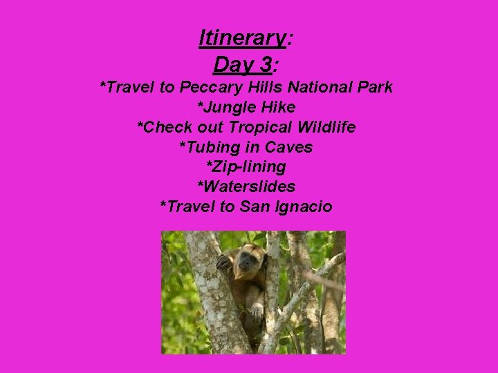 Itinerary: Day 3: *Travel to Peccary Hills National Park *Jungle Hike *Check out Tropical