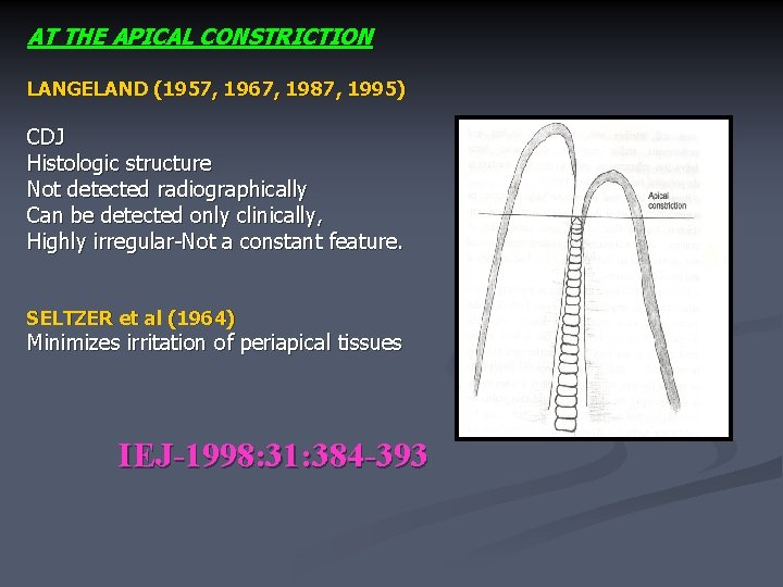 AT THE APICAL CONSTRICTION LANGELAND (1957, 1967, 1987, 1995) CDJ Histologic structure Not detected