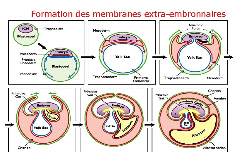 Formation des membranes extra-embronnaires 