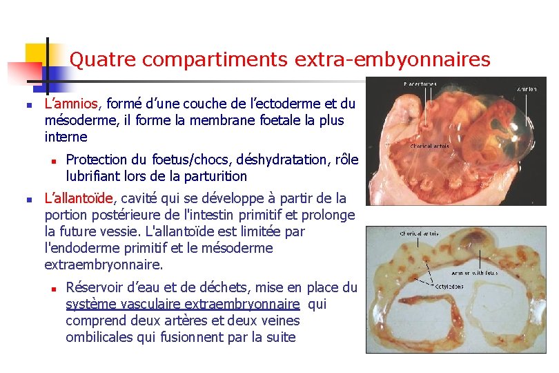 Quatre compartiments extra-embyonnaires n L’amnios, formé d’une couche de l’ectoderme et du mésoderme, il