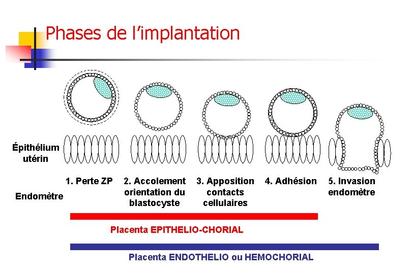 Phases de l’implantation Épithélium utérin 1. Perte ZP Endomètre 2. Accolement orientation du blastocyste