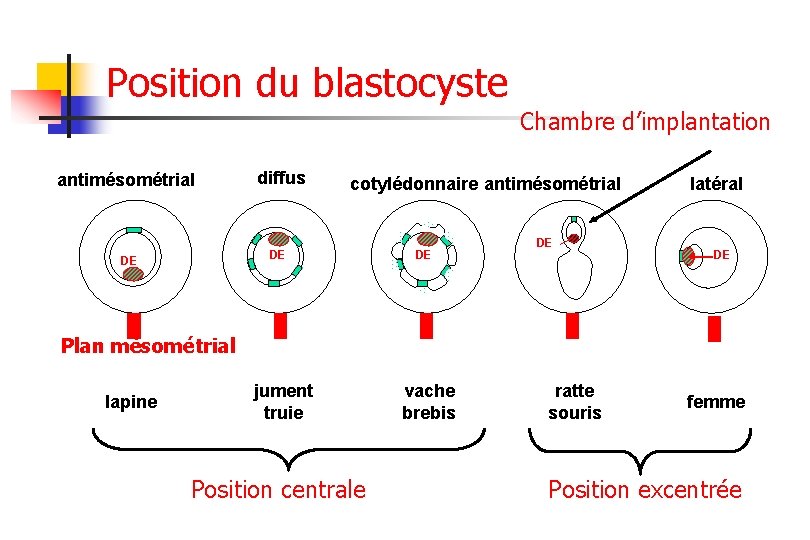 Position du blastocyste Chambre d’implantation antimésométrial diffus cotylédonnaire antimésométrial DE DE latéral DE Plan
