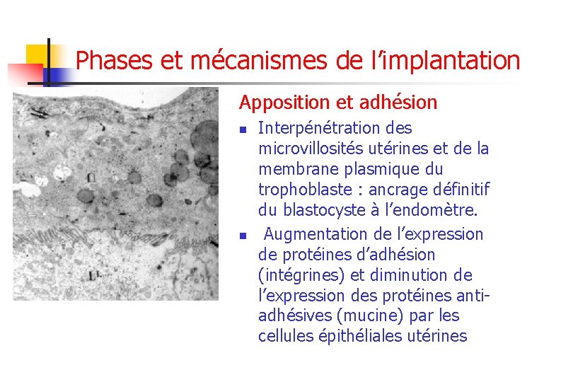 Phases et mécanismes de l’implantation Apposition et adhésion n n Interpénétration des microvillosités utérines