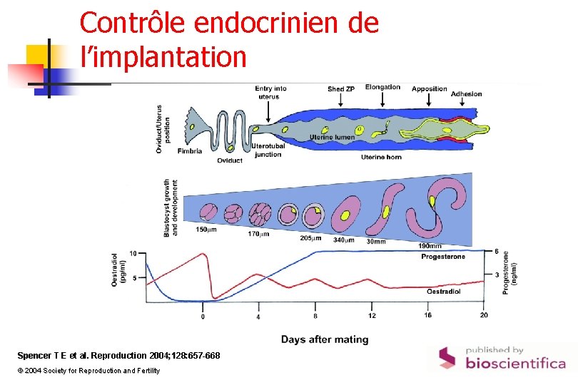 Contrôle endocrinien de l’implantation Spencer T E et al. Reproduction 2004; 128: 657 -668
