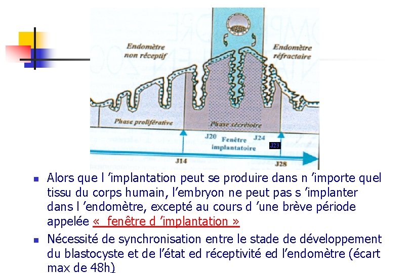 J 23 n n Alors que l ’implantation peut se produire dans n ’importe