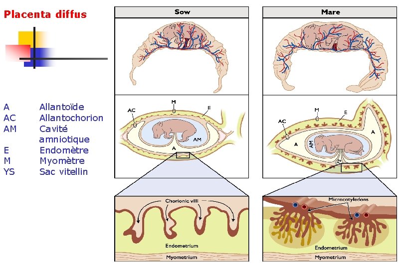 Placenta diffus A AC AM E M YS Allantoïde Allantochorion Cavité amniotique Endomètre Myomètre