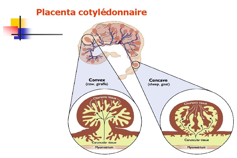 Placenta cotylédonnaire 