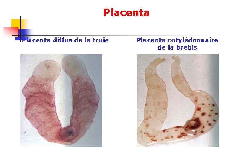 Placenta diffus de la truie Placenta cotylédonnaire de la brebis 