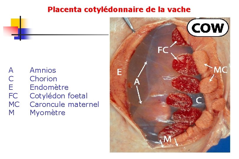 Placenta cotylédonnaire de la vache A C E FC MC M Amnios Chorion Endomètre