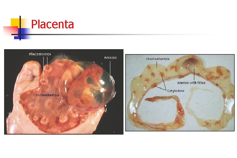 Placenta 