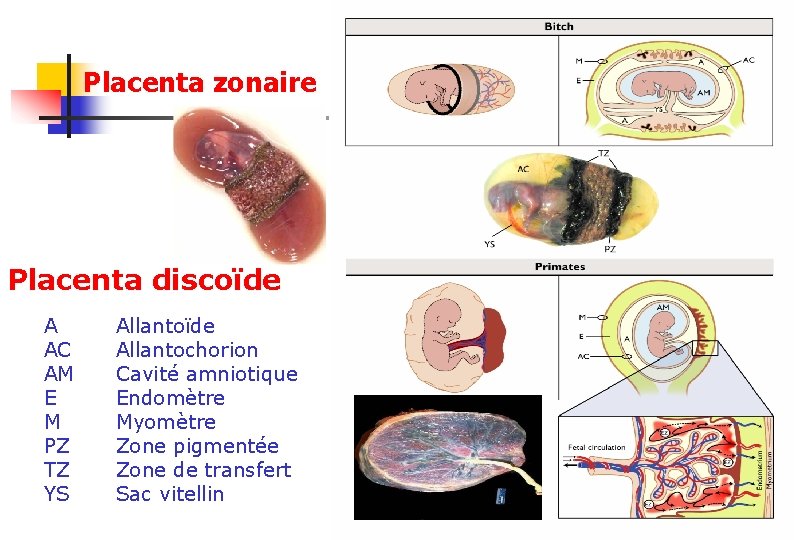 Placenta zonaire Placenta discoïde A AC AM E M PZ TZ YS Allantoïde Allantochorion