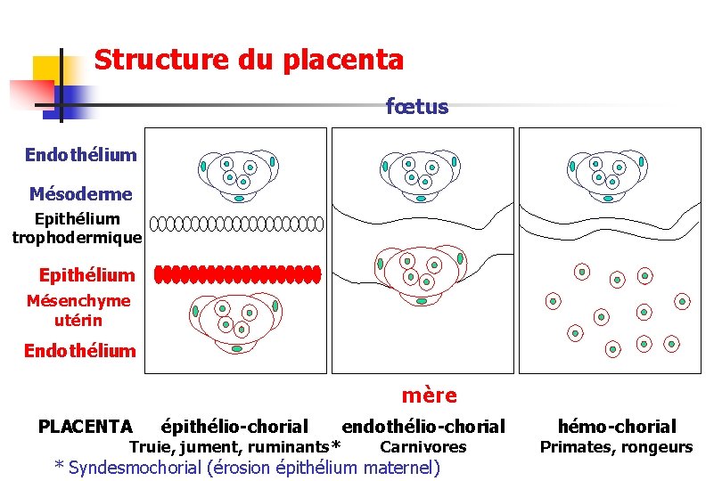 Structure du placenta fœtus Endothélium Mésoderme Epithélium trophodermique Epithélium Mésenchyme utérin Endothélium mère PLACENTA