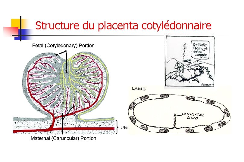 Structure du placenta cotylédonnaire 