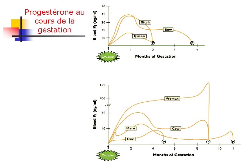Progestérone au cours de la gestation 