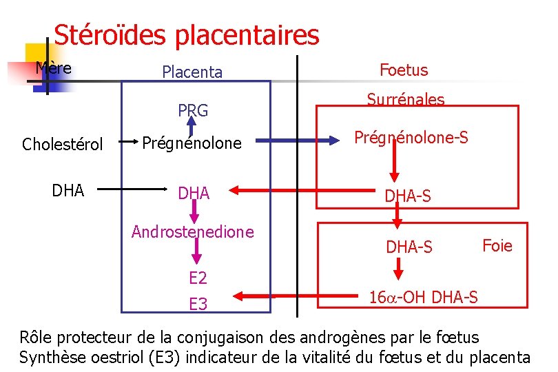 Stéroïdes placentaires Mère Placenta PRG Cholestérol DHA Foetus Surrénales Prégnénolone-S DHA-S Androstenedione E 2