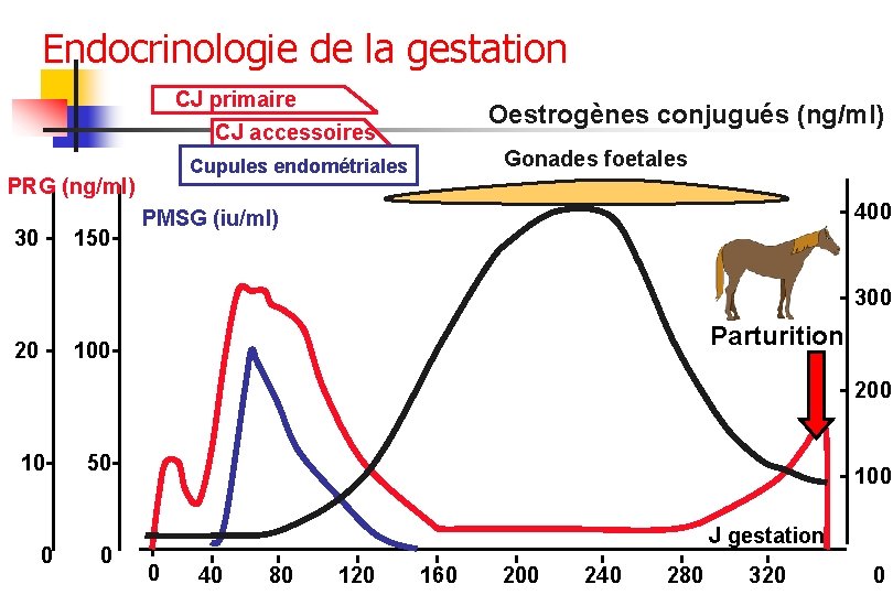 Endocrinologie de la gestation CJ primaire CJ accessoires 150 Gonades foetales Cupules endométriales PRG