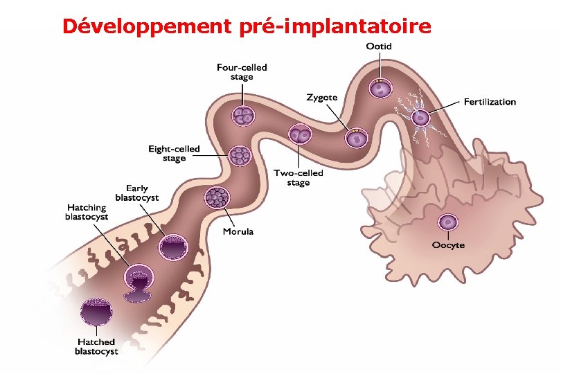 Développement pré-implantatoire 