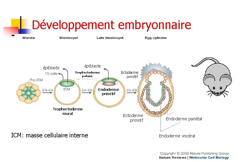 Développement embryonnaire épiblaste Trophectoderme polaire Ectoderme primitif Endoderme primitif Trophectoderme mural ICM: masse cellulaire