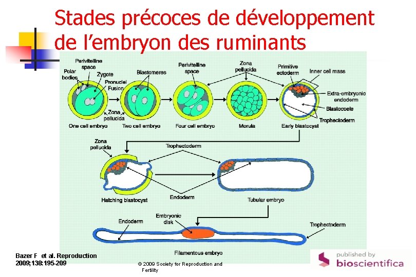 Stades précoces de développement de l’embryon des ruminants Bazer F et al. Reproduction 2009;
