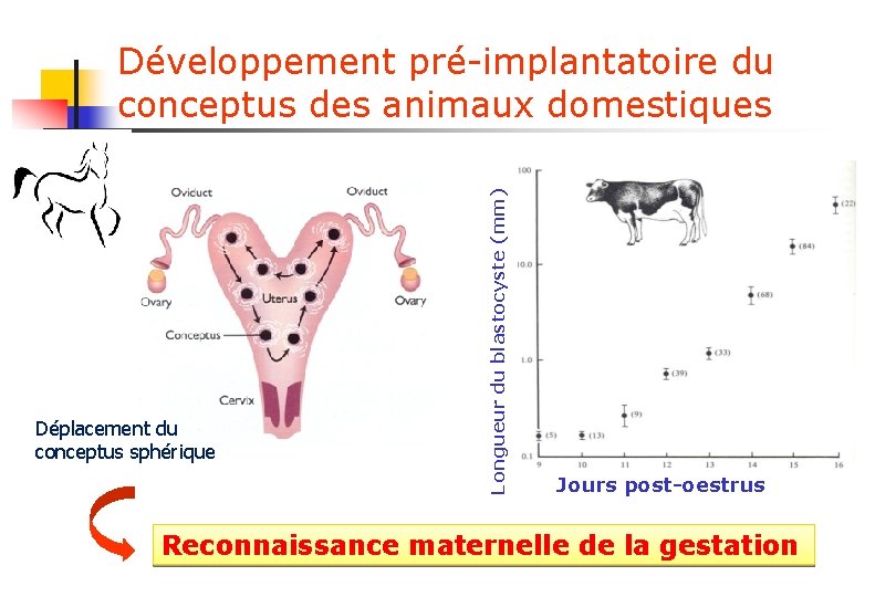 Déplacement du conceptus sphérique Longueur du blastocyste (mm) Développement pré-implantatoire du conceptus des animaux