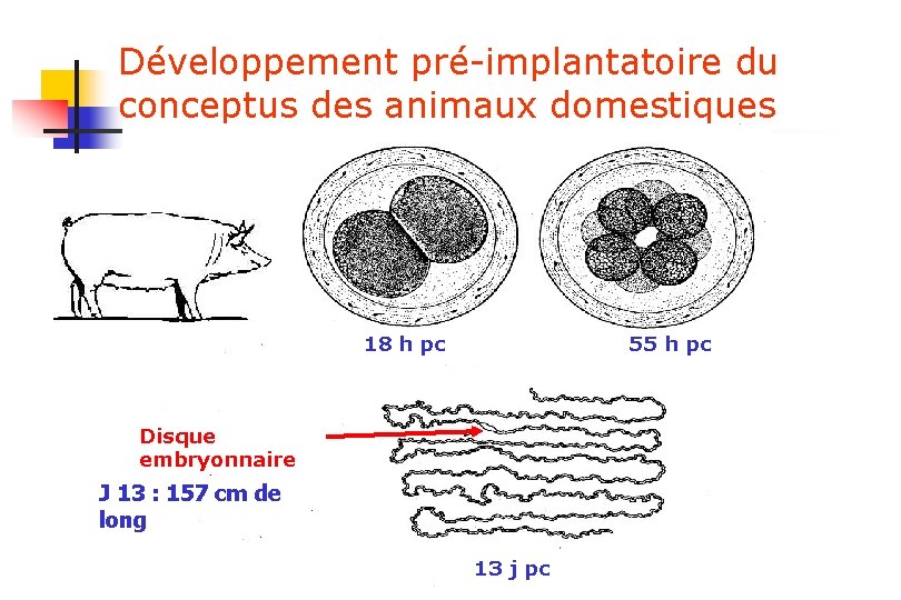 Développement pré-implantatoire du conceptus des animaux domestiques 18 h pc 55 h pc Disque