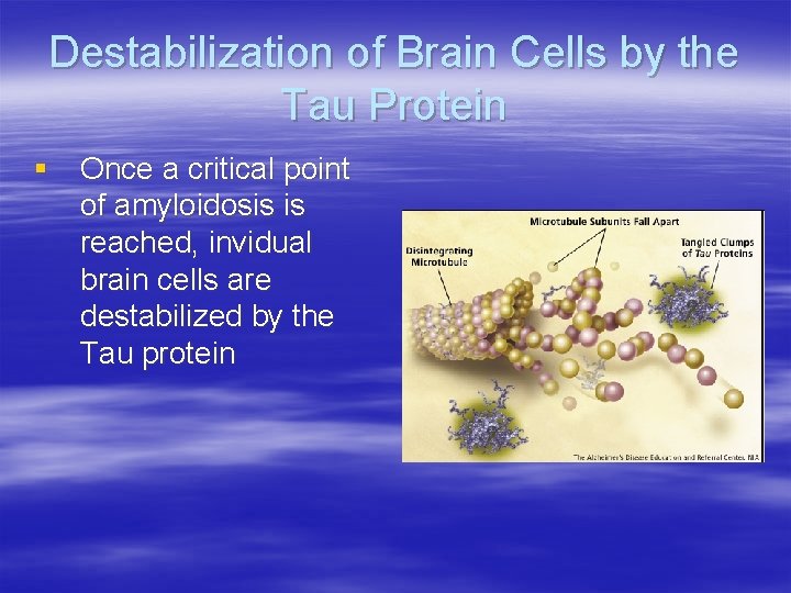 Destabilization of Brain Cells by the Tau Protein § Once a critical point of