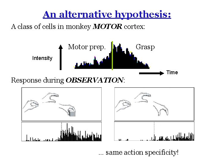 An alternative hypothesis: A class of cells in monkey MOTOR cortex: Motor prep. Grasp