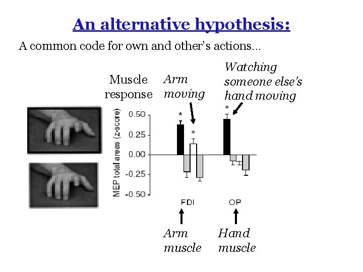 An alternative hypothesis: A common code for own and other’s actions. . . Muscle