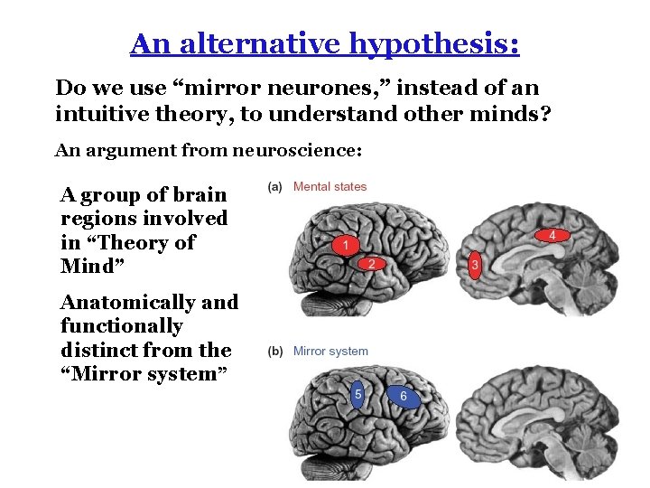 An alternative hypothesis: Do we use “mirror neurones, ” instead of an intuitive theory,