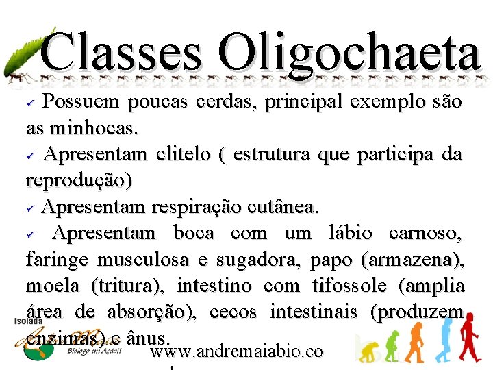 Classes Oligochaeta Possuem poucas cerdas, principal exemplo são as minhocas. ü Apresentam clitelo (