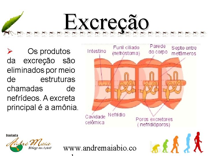 Excreção Ø Os produtos da excreção são eliminados por meio de estruturas chamadas de