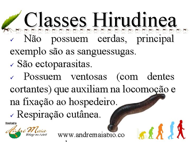 Classes Hirudinea Não possuem cerdas, principal exemplo são as sanguessugas. ü São ectoparasitas. ü