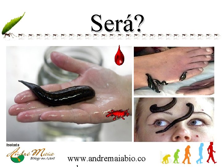 Será? www. andremaiabio. co 