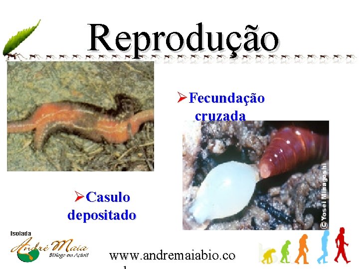 Reprodução ØFecundação cruzada ØCasulo depositado www. andremaiabio. co 