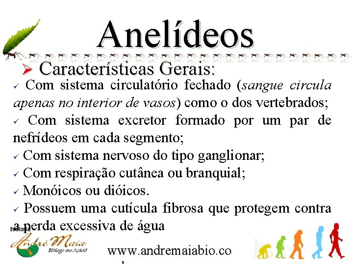 Anelídeos Ø Características Gerais: Com sistema circulatório fechado (sangue circula apenas no interior de