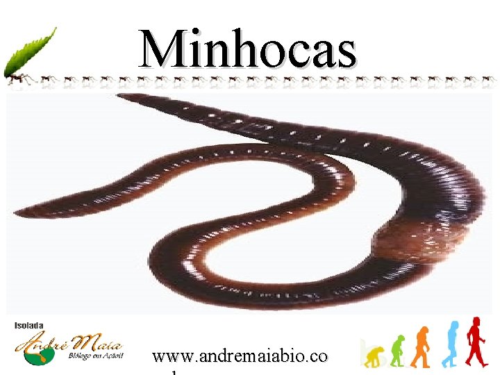 Minhocas www. andremaiabio. co 