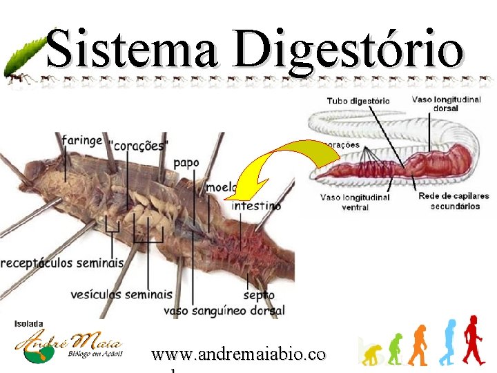 Sistema Digestório www. andremaiabio. co 