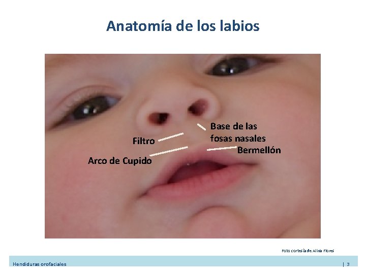 Anatomía de los labios Filtro Arco de Cupido Base de las fosas nasales Bermellón