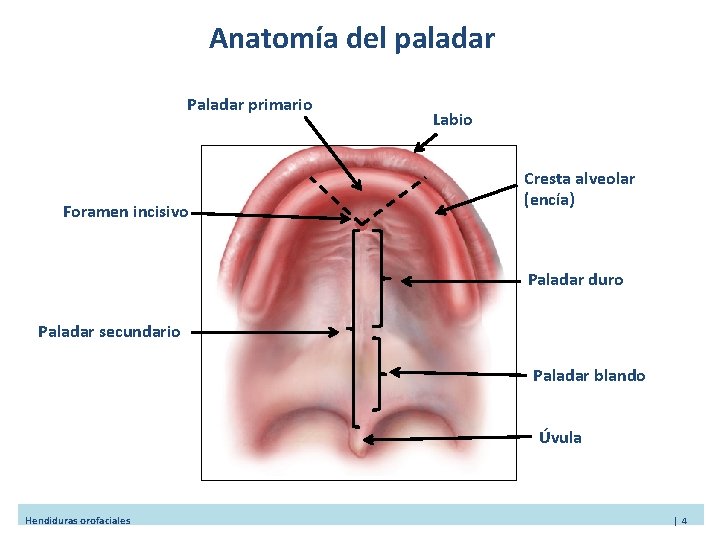 Anatomía del paladar Paladar primario Foramen incisivo Labio Cresta alveolar (encía) Paladar duro Paladar