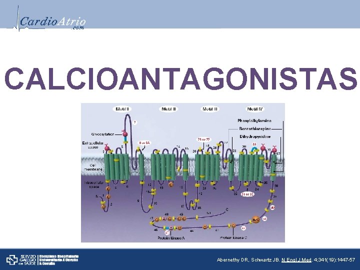 CALCIOANTAGONISTAS Abernethy DR, Schwartz JB. N Engl J Med. 4; 341(19): 1447 -57 